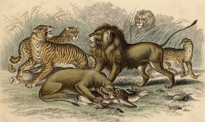An Asiatic Lion and Lioness, a Bengal Tiger, a Leopard and a Jaguar by English School